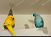 Indian ringneck parrots