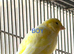 6 canaries