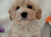 Beautiful Golden Maltipoo puppy's