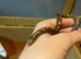 Sand boas