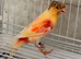 Stafford canary pair