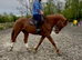 Stunning 16.2 4 yr old Chestnut ID mare