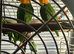 Beautiful caique breeding pair