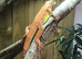 Iguana