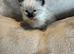 Adorable rag doll kittens ready now