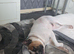 English bulldog
