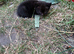 4 black kittens for adoption