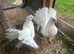Indian fantails