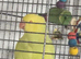 Ringneck