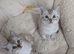RARE clouded snow bengal kittens! TiCA registered