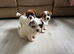 Jack Russell's