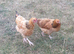 Friendly chickens