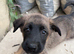 Malanois X German shepherd