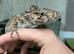 BREEDING PAIR OF FALSE CHAMELEON ANOLES