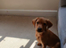 Labrador for sale