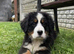 Bernese Mountain Dog Puppies - 2 puppies left