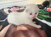 British Short hair kittens BSH &pound;325