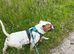 2 year old male staffie