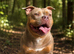Staffy x pocket female