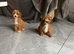 Toy f1b cavapoo puppies