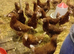 Warren hens pol