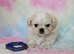 Maltese X Imperial Shih Tzu puppies