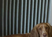 Sprocker