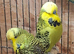 Exposition Budgies and Australian Budgies
