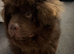 Chunky Chow