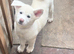 Japanese Akita puppies