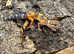 Various Leopard Geckos at Birmingham Reptiles