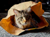 Kitten big boy maine coon