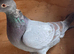 Racing racer blue check Indigo red bar pigeon 2026 RPRA ring