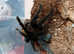 Male Tliltocatl vagans (Campeche), Mexican redrump. 4 1/2" inches #01