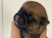 Jug Pup