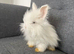 Stunning Angora babies