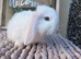 Beautiful mini lop babies