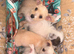 4 Beautiful Mixed Breed Puppies For Sale