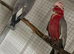 Breeding pair of Gallah cockatoo