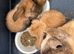 Ready Now! Gorgeous Mini Lop Babies!