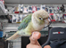 Super Tamed Baby Conure