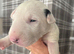 Beautiful Bullterrier pups