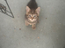 Adorable kittens ready flead wormed fully litter trained
