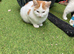 Male Ginger & white kitten