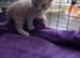 1 boy 1 girl looking for forever home