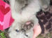 New ragcoon pawpatches needed