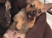 Beautiful Alfie Ready 23/06