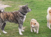 BEAUTIFUL JAPANESE AKITA INU PUPPIES