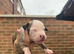 Beautiful mixed breed pups
