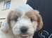 Beautiful fluffy cockapoo boy
